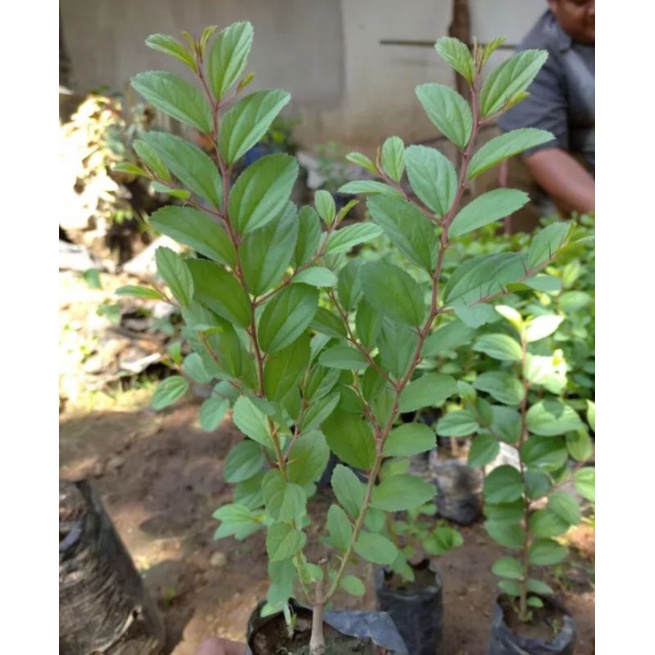 Tanaman Bidara Arab Tinggi 30 cm - 40 / Pohon Bidara Arab Bidara Asli Bisa COD