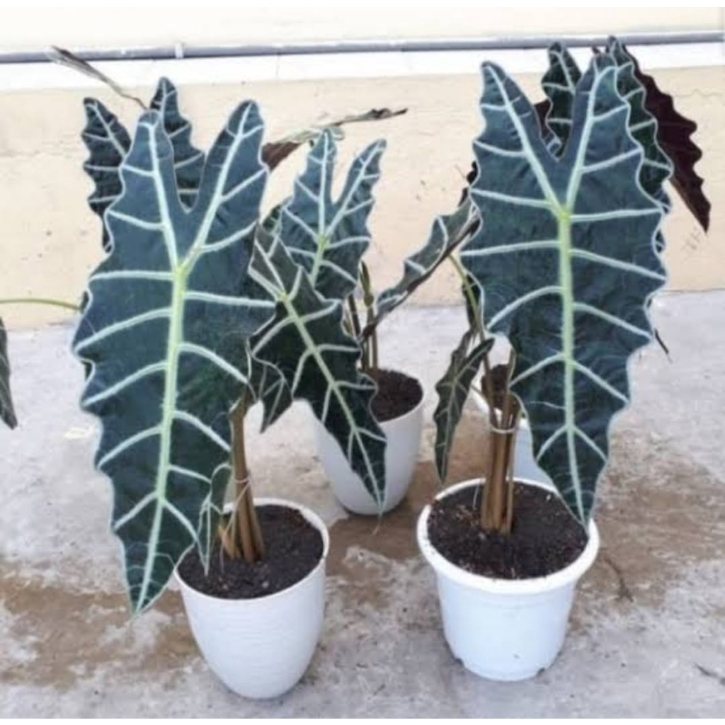 Bibit Tanaman Hias Bunga Keladi Amazon | Keladi Tengkorak Amazon Unggulan ASLI