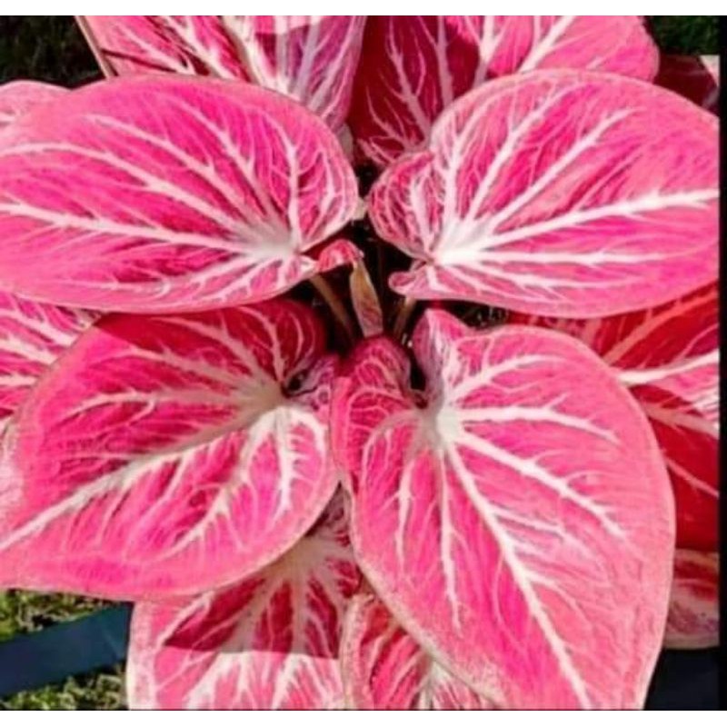 keladi/caladium hybrid thailand impor WHITE BONE