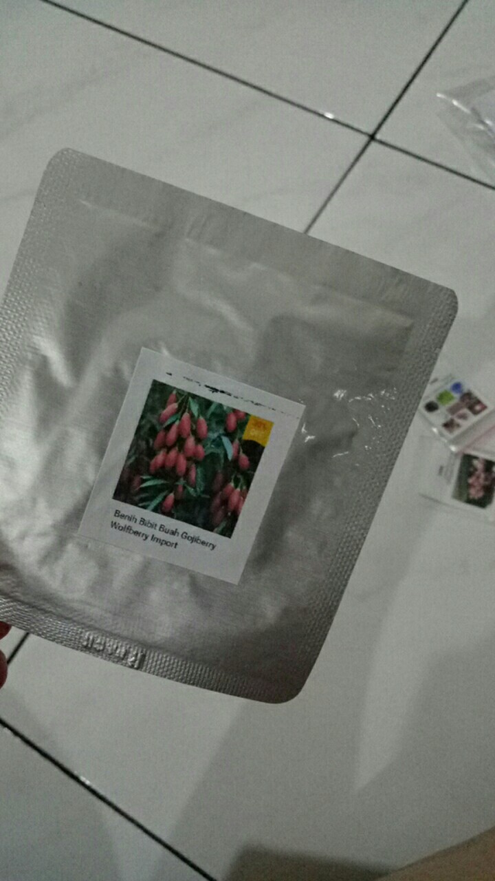 Benih Bibit Buah Gojiberry Wolfberry Import