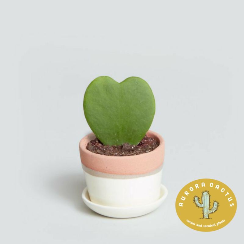 KAKTUS DAN SKULEN love Hoya