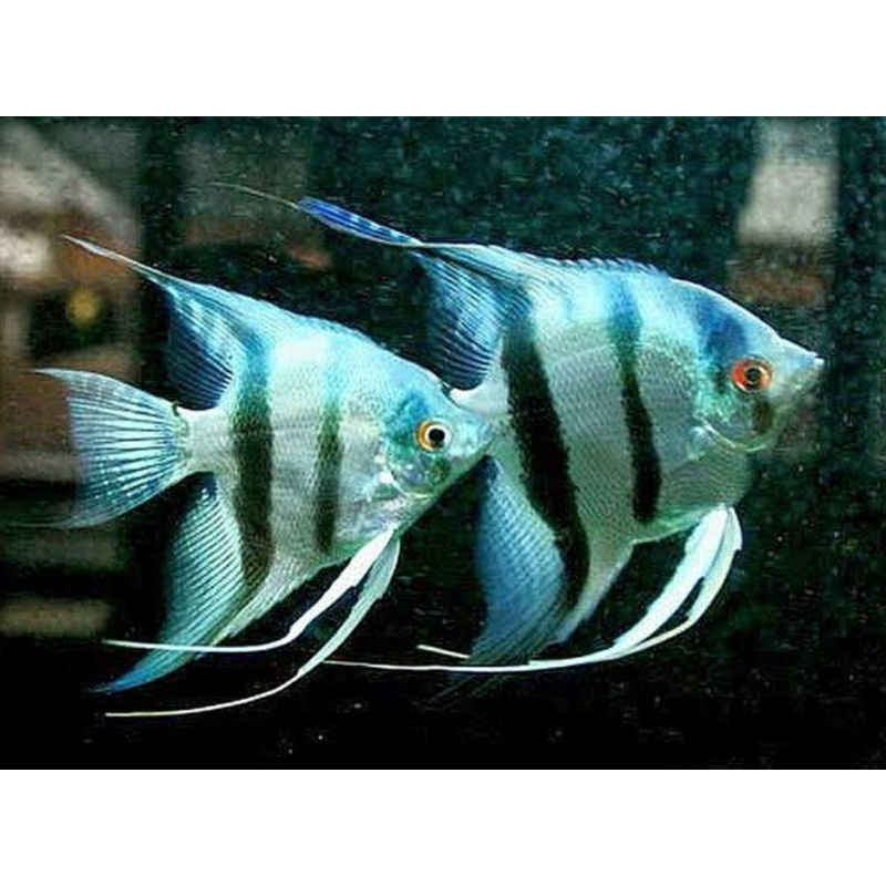 

Mamfish / manfish althum