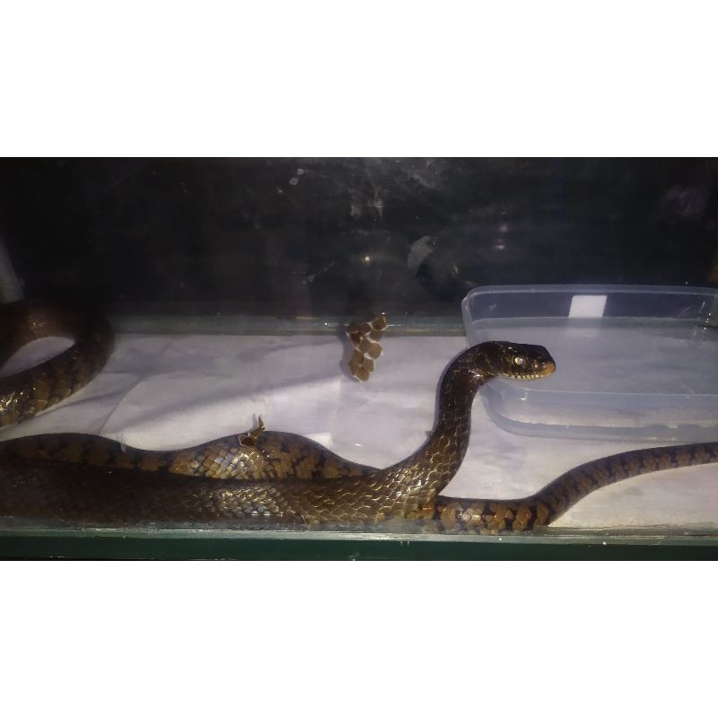 ular jali jumbo/ptyas mocusus/mocusa