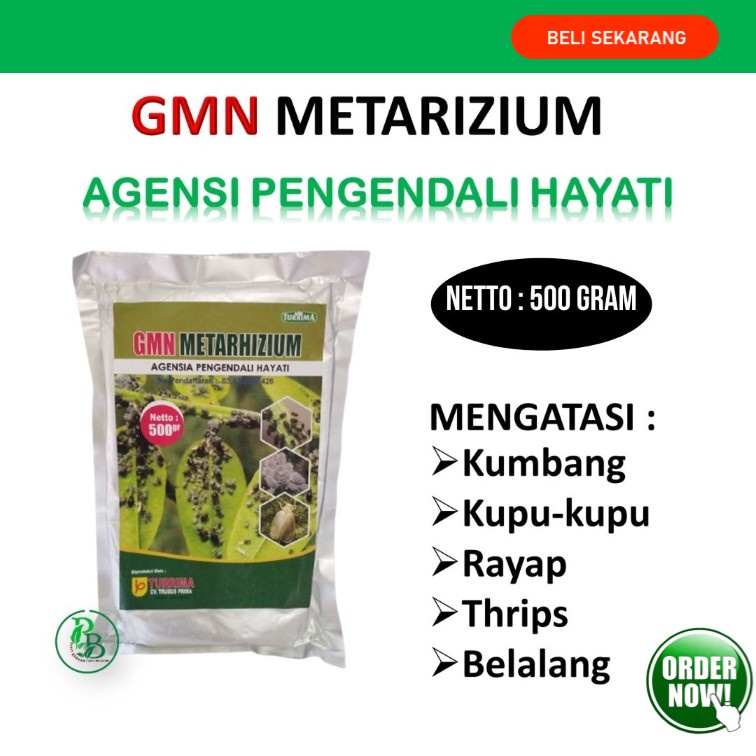 INSEKTISIDA PEMBASMI HAMA TANAMAN Terong GMN-METARHIZIUM- FUNGISIDA ORGANIK Padi PADAT