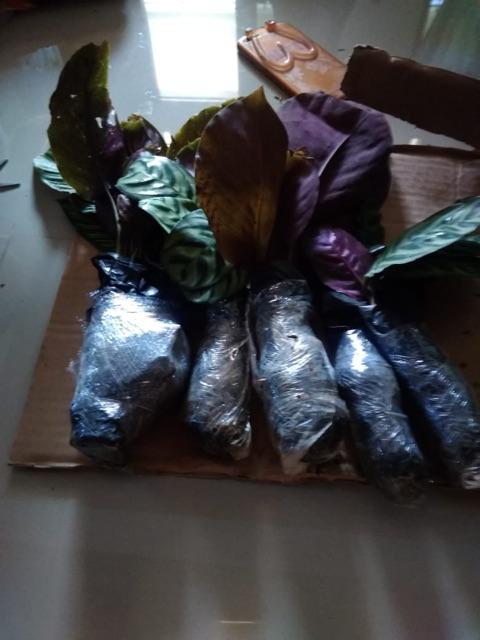 Paket 5 Tanaman Hias Calathea-kalatea