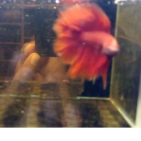 cupang hmdt super red male/jantan