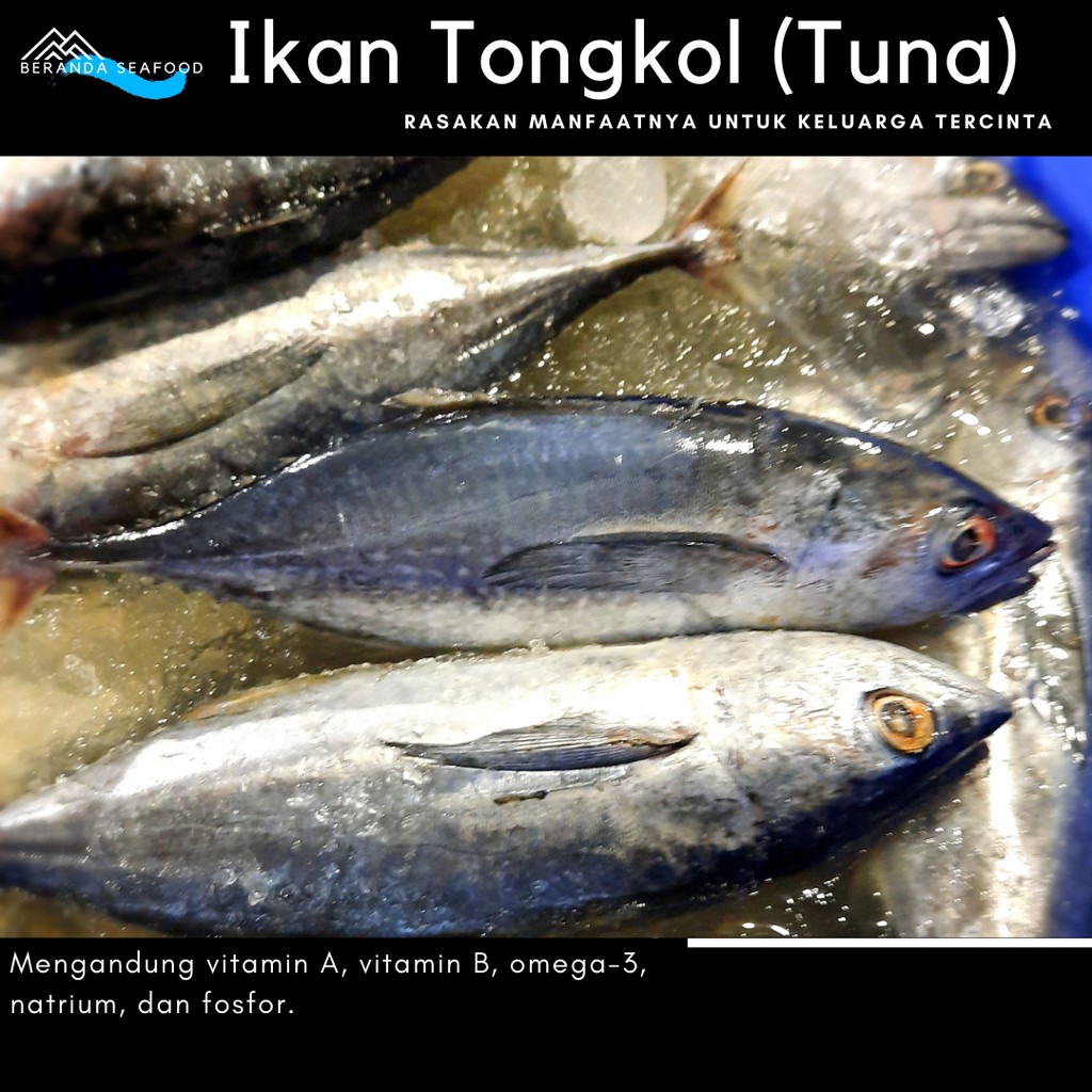 

Ikan Tongkol Segar (kualitas super premium)