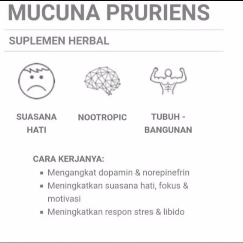 DOPA MUCUNA TEA : MUCUNA PRURIENS SEED TEA ISI 30 TEA BAG