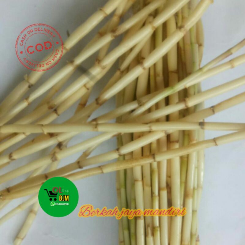 

Alang alang segar 100 grm 6000