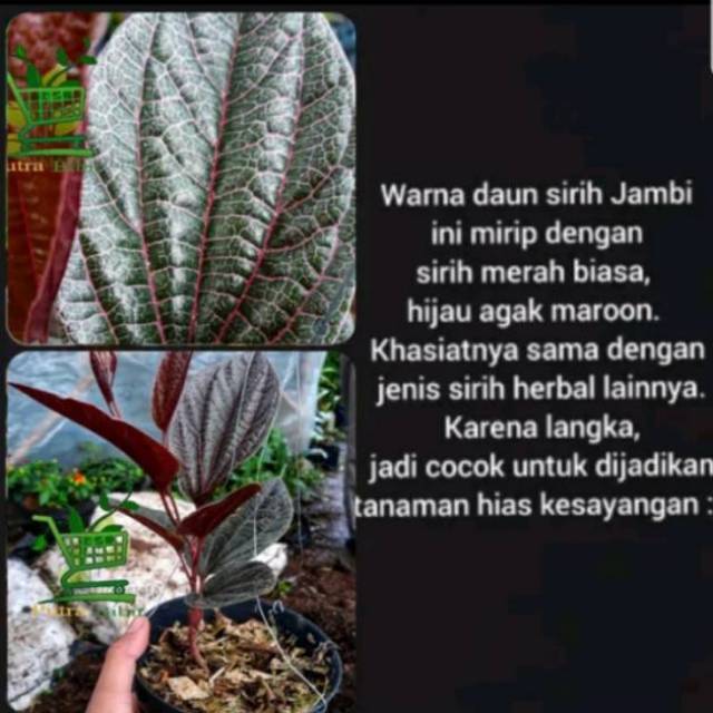 Tanaman Herbal Sirih Jambi Merah Bibit Daun Sirih Kalimantan Unik Langka Shopee Indonesia