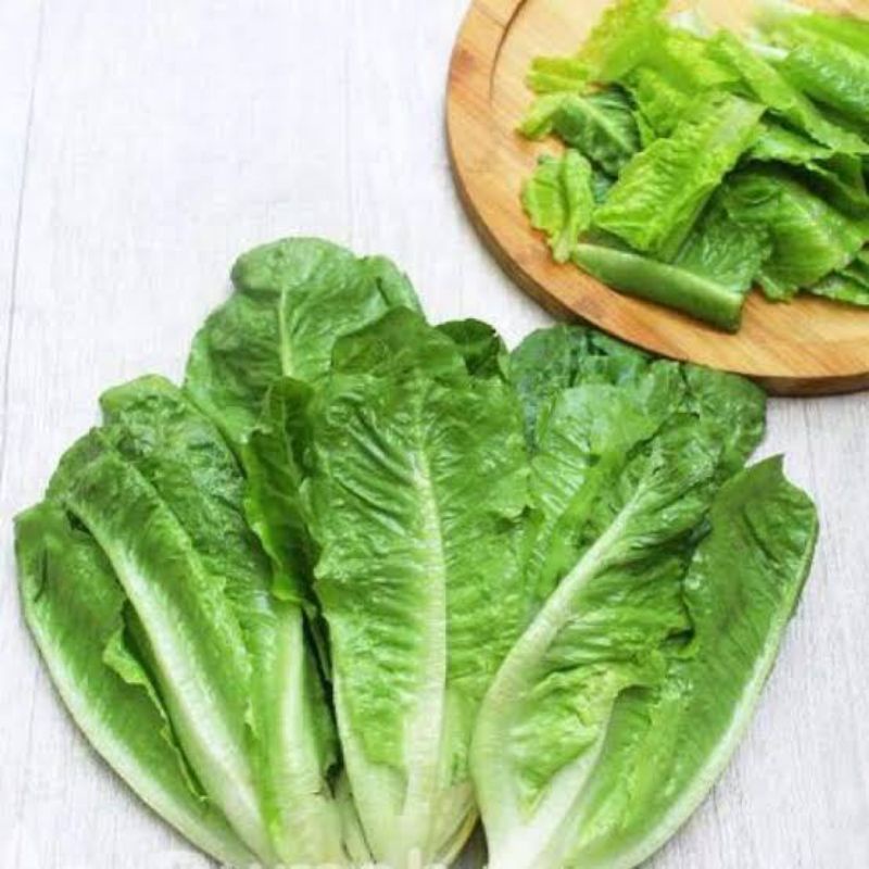 

romaine lettuce selada romaine salad