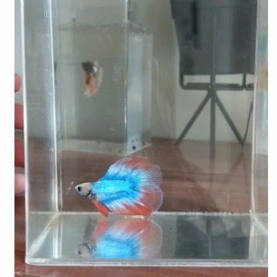 Cupang Maskot Orange HMDT / Sesuai Foto / Halfmoon / HMDT / Blue Rim / Kuncop / Multicolor / Avatar