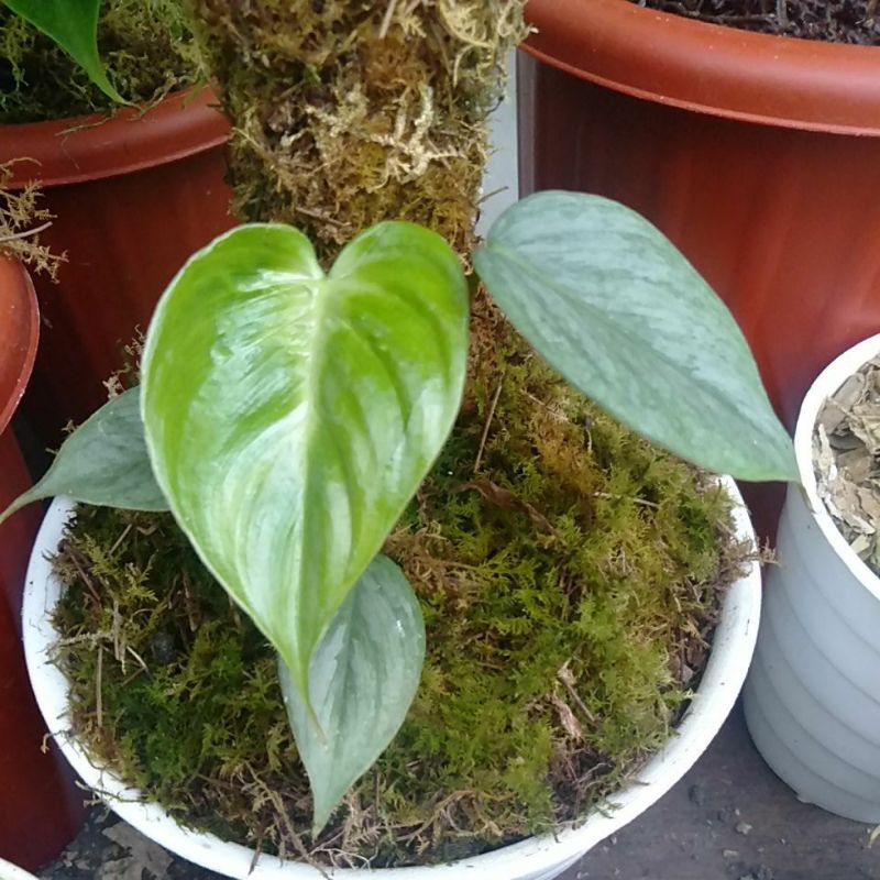 philodendron sodiroi