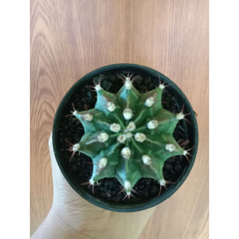 gymnocalycium miha hybrid