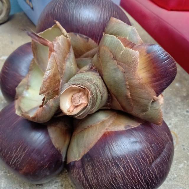 

Buah lontar atau siwalan per buah bulat