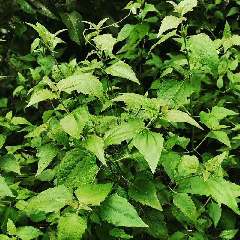 DAUN HERBAL BALAKACIDA/10PCS