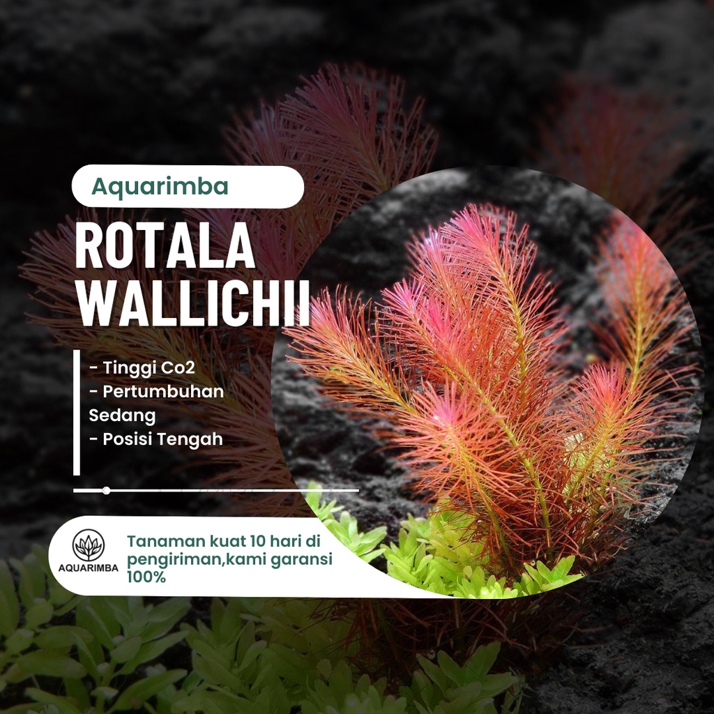Rotala Wallichii - Tanaman Aquascape