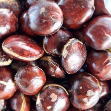 

Jengkol Tua Jengkol Mentah 1kg Belum Di Rendam