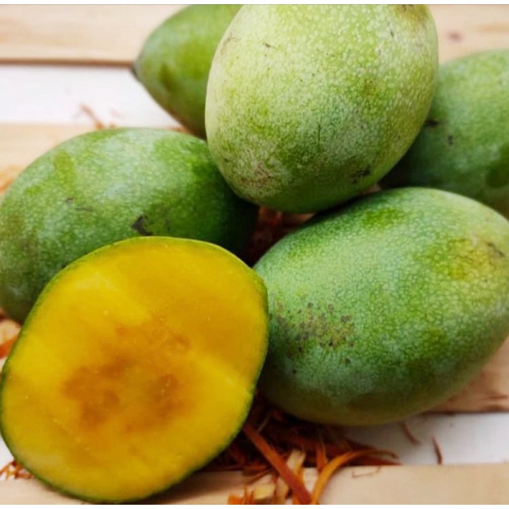 BIBIT MANGGA MANALAGI OKULASI CEPAT BERBUAH