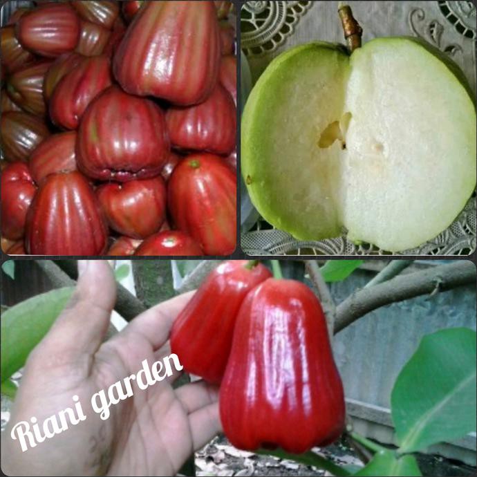 TREND PAKET 3 JENIS BIBIT JAMBU-JAMBU AIR KING ROSE-MADU MERAH-KRISTAL FXX