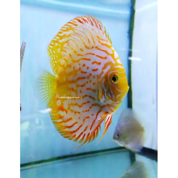 DISCUS PIGEON WHITE (GRAD TERBAIK) SIZE 4"