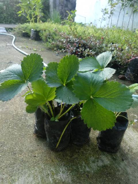 Bibit Strawberry  stroberi Daun  Besar dan berbuah besar 