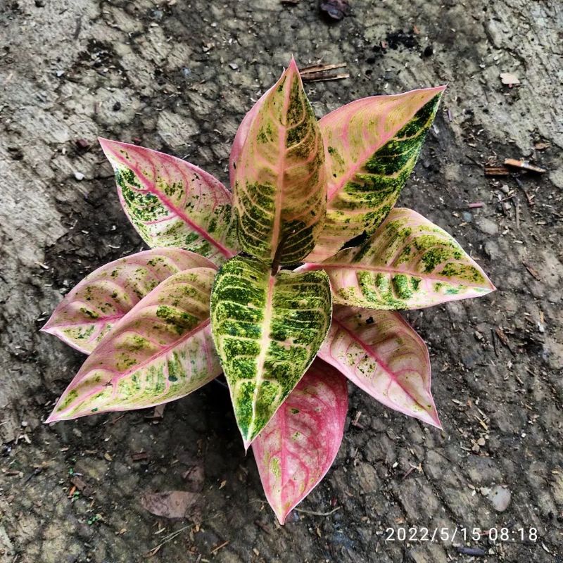 tanaman hias Aglonema anakan littel lemon