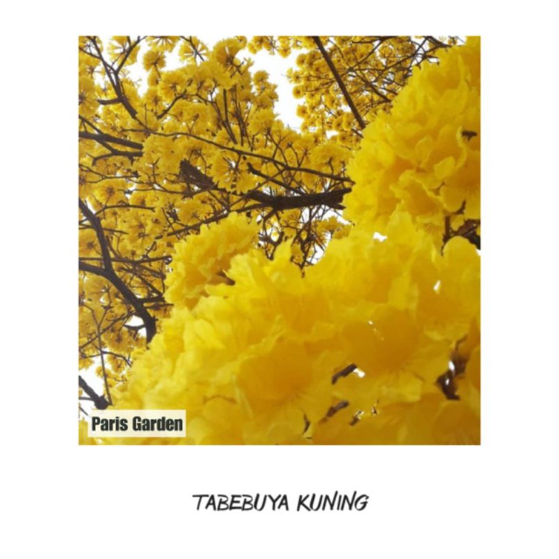 TANAMAN BUNGA TABEBUYA KUNING BUNGA SAKURA - BIBIT BUNGA SAKURA TABEBUYA KUNING