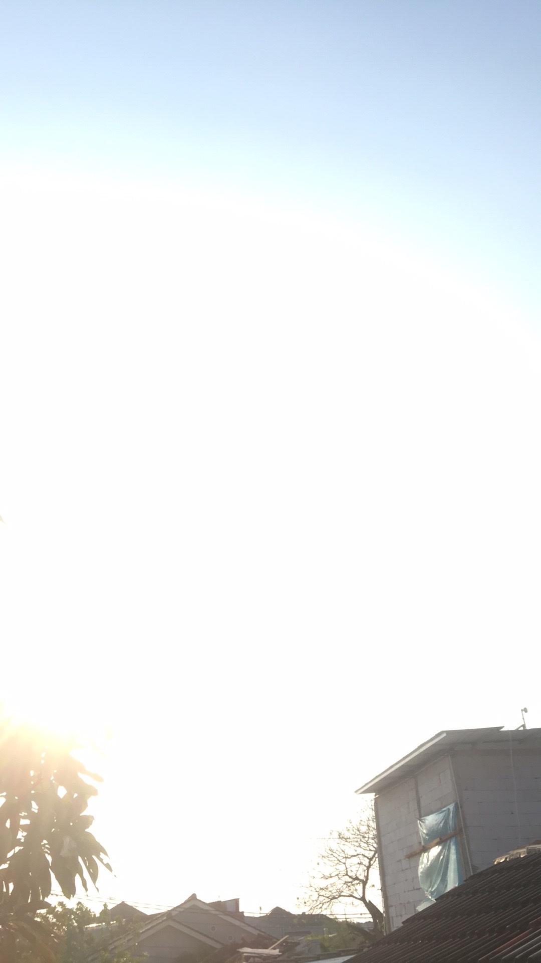 Tanaman Hias Pucuk Merah