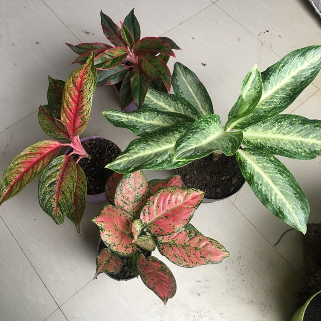 Aglonema paket 4 macam varian
