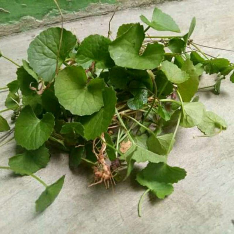 

250 gram Daun Pegagan Antanan