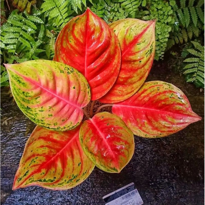 Aglaonema andini mutasi / Aglonema andini florist nursery / Aglonema andini (Tanaman hias aglaonema 