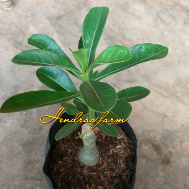 Bibit adenium triple putih