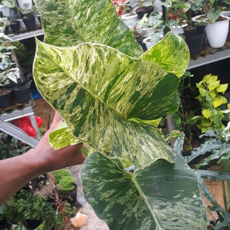 Tanaman hias Philodendron Marble Varigata / Tanaman philo marble / tanaman hias philodendroon