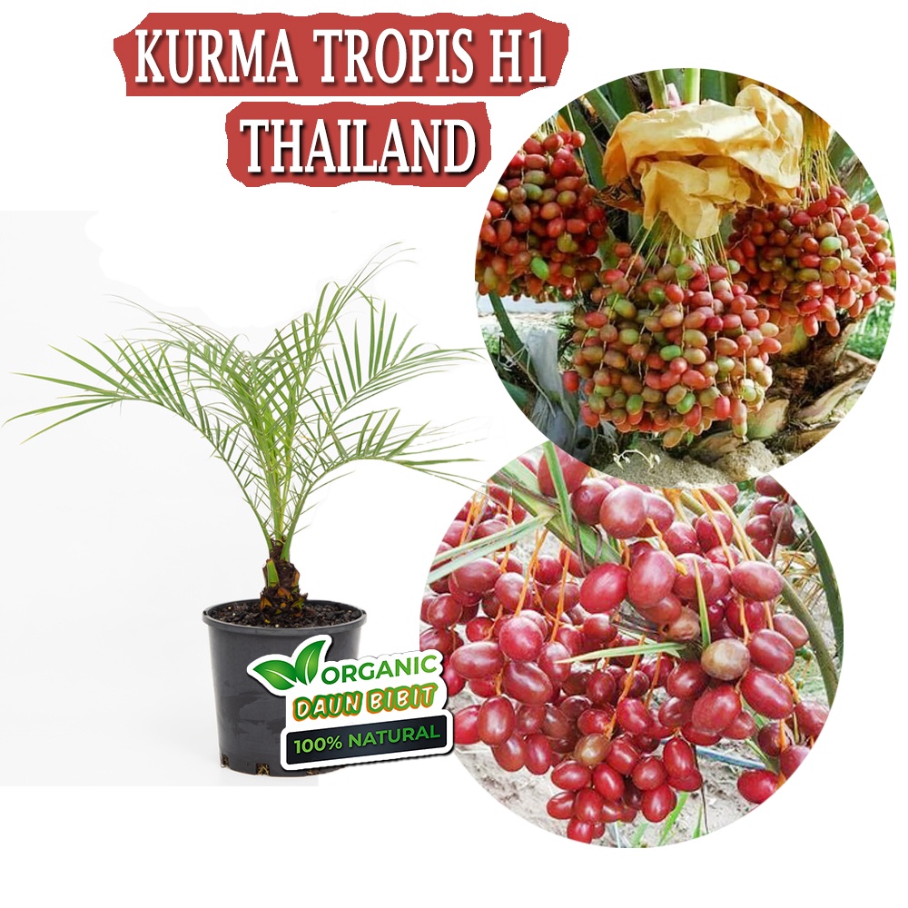 Bibit Kurma Tropis H1 Thailand | Kurma Heng One