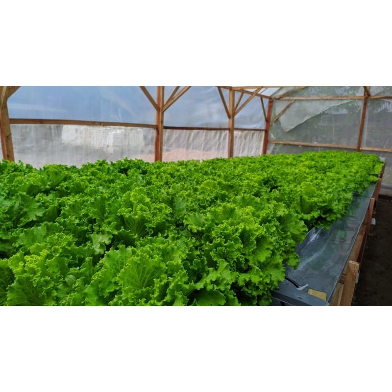 

SELADA KERITING SUPER MURAH KULIATAS OKE