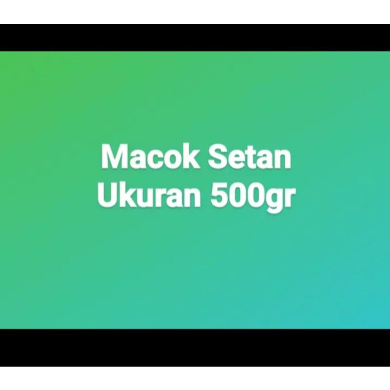 

Macok Setan UKURAN 500gr