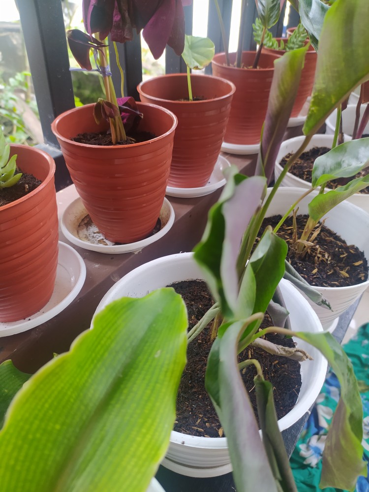 Calathea Bulu Ayam