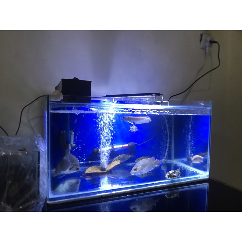 ikan hias langka manggrove jack (MJ) 1000% air tawar