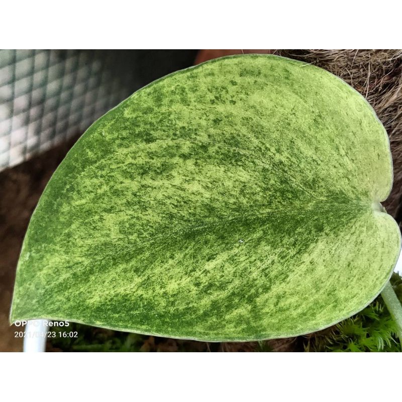 эпипремнум jade. жаде сатин. эпипремнум жаде сатин. сатин жаде цветок. ария saten ткани.