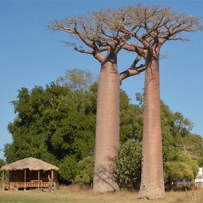 Kedai Benih Bibit Tanaman Baobab ~ 1 Biji