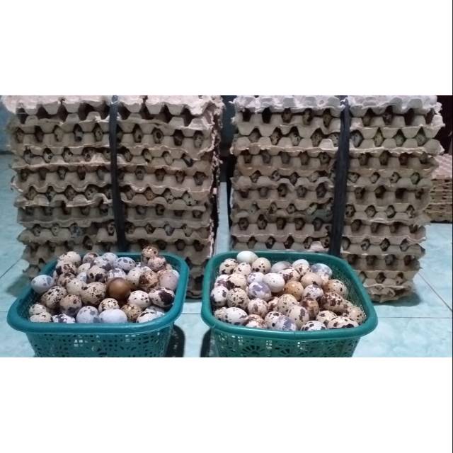 

Telor puyuh segar