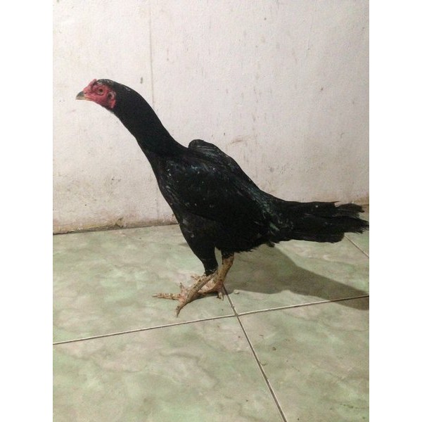 Telur Ayam Bangkok Pukul Ko L New Stock Shopee Indonesia