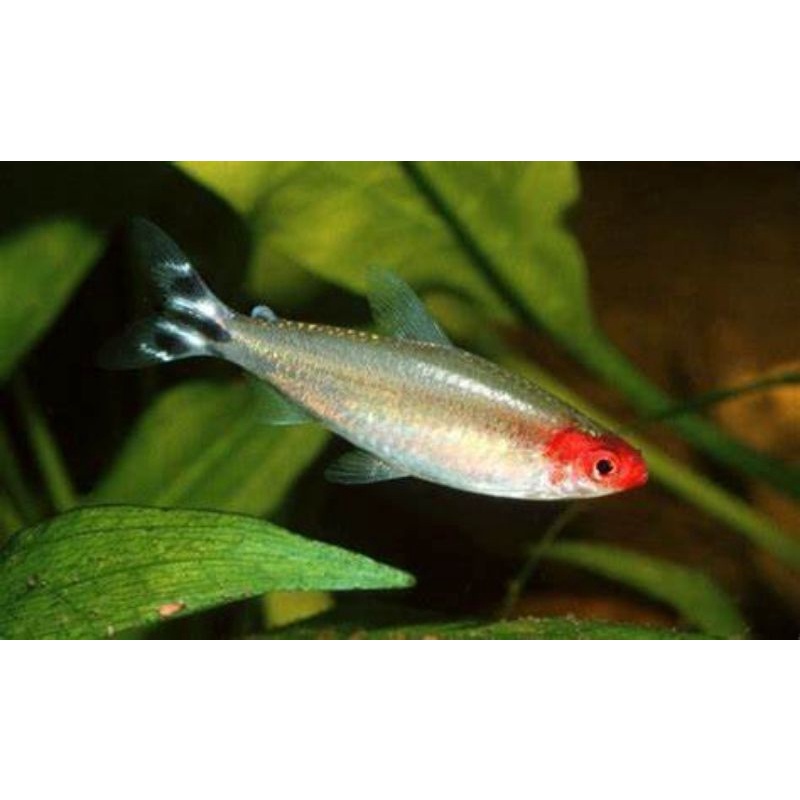 red nose tetra / ikan red nose tetra / ikan koloni