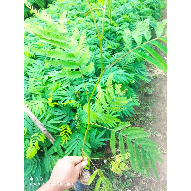 kaliandra pagoda merah