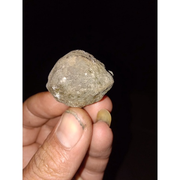 Muncang adu jenis yanti