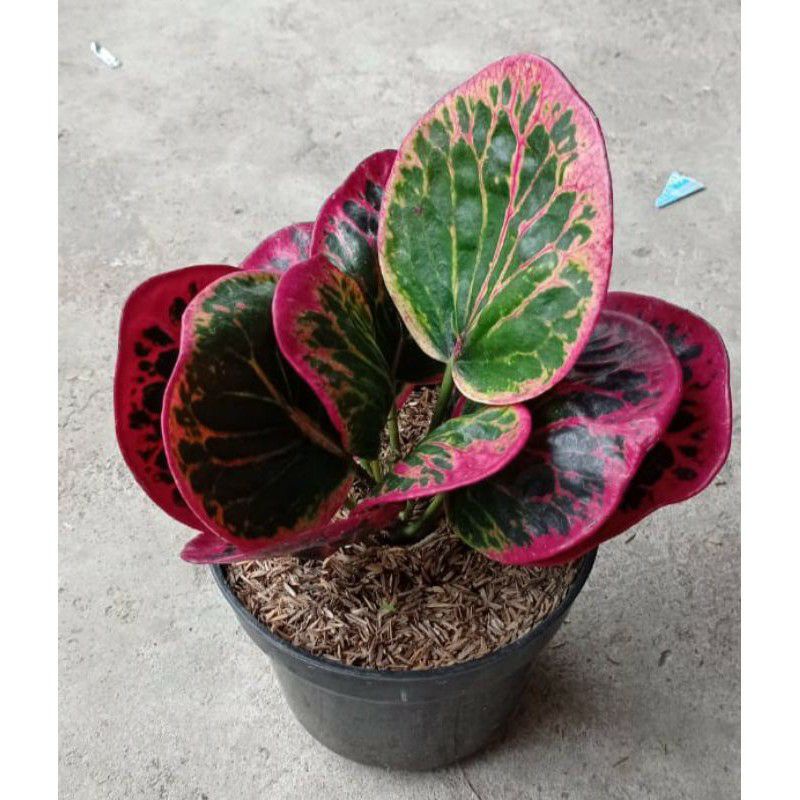 tanaman hias bunga puring apel busarin