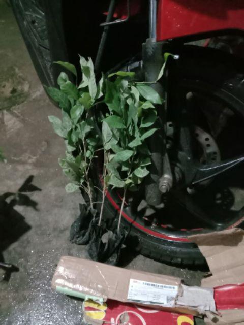 Ready Bibit Buah Leci Biwa Berbuah Dan Berbinga