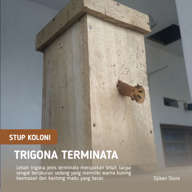 Trigona Terminata Kotak Vertikal