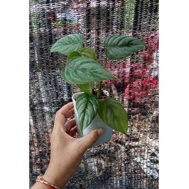 philodendron sodiroi